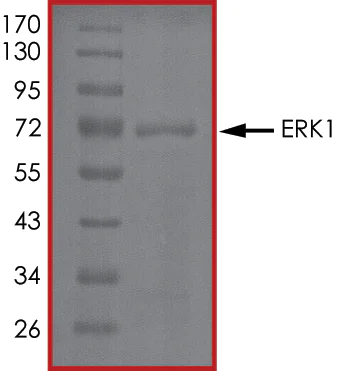 SDS-PAGE - Recombinant human ERK1 protein (AB105904)