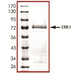 SDS-PAGE - Recombinant human ERK1 protein (AB105904), expandable thumbnail