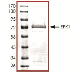 SDS-PAGE - Recombinant human ERK1 protein (AB105904)
