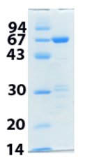 SDS-PAGE - Recombinant human ERK1 protein (AB116536)