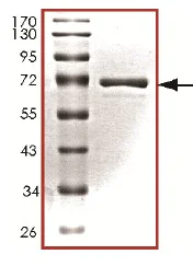 SDS-PAGE - Recombinant Human ERK1 protein (AB126906)