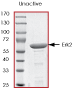 SDS-PAGE - Recombinant Human ERK2 protein (AB43624), expandable thumbnail
