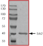 SDS-PAGE - Recombinant Human ERK2 protein (AB43625), expandable thumbnail