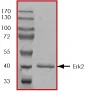 SDS-PAGE - Recombinant Human ERK2 protein (AB43625)