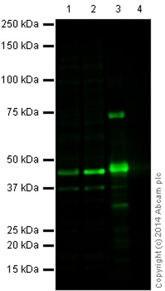 Western blot - Recombinant Human ERK2 protein (AB43625), expandable thumbnail