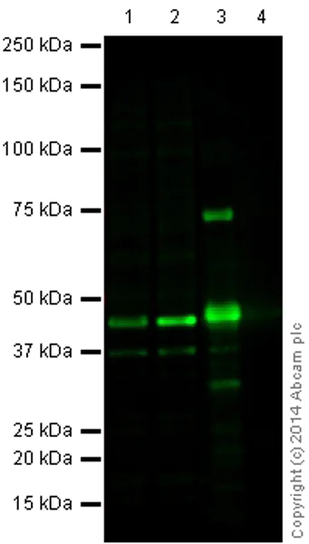 Western blot - Recombinant Human ERK2 protein (AB43625)