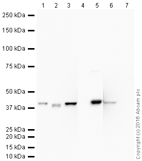 Western blot - Recombinant Human ERK2 protein (AB43625), expandable thumbnail