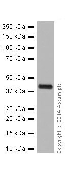 Western blot - Recombinant Human ERK2 protein (AB43625), expandable thumbnail