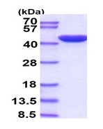 SDS-PAGE - Recombinant Human ERK2 protein (AB95379), expandable thumbnail