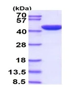 SDS-PAGE - Recombinant Human ERK2 protein (AB95379)