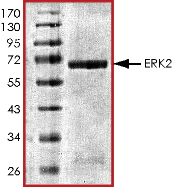SDS-PAGE - Recombinant human ERK2 protein (GST tag N-Terminus) (AB155812)