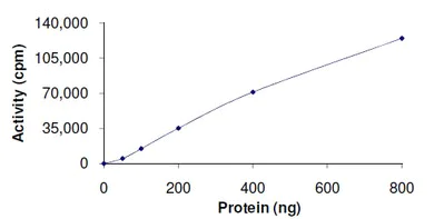 Functional Studies - Recombinant human ERK5 protein (AB126913)