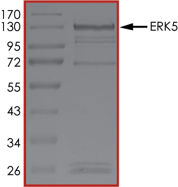 SDS-PAGE - Recombinant human ERK5 protein (AB126913)