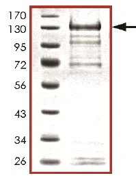 SDS-PAGE - Recombinant human ERK5 protein (AB126913)