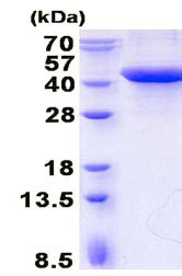 SDS-PAGE - Recombinant Human Erlin-2 protein (denatured) (AB136707), expandable thumbnail