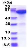 SDS-PAGE - Recombinant Human ERO1L protein (His tag N-Terminus) (AB180283)