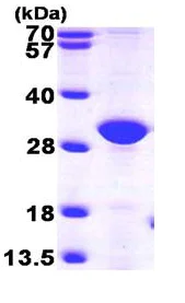 SDS-PAGE - Recombinant Human ERP27 protein (His tag N-Terminus) (AB101664)