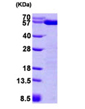 Recombinant Human ERp57 protein