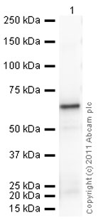 Western blot - Recombinant Human ERp57 protein (AB92937)