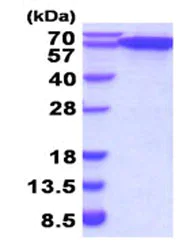 SDS-PAGE - Recombinant human ERp57 protein (His tag N-Terminus) (AB206808)