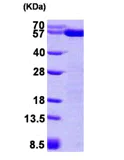 SDS-PAGE - Recombinant Human ERp57 protein (His tag N-Terminus) (AB92937)