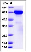 SDS-PAGE - Recombinant Human ERp72 protein (His tag) (AB276531), expandable thumbnail