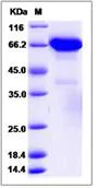 SDS-PAGE - Recombinant Human ERp72 protein (His tag) (AB276531)