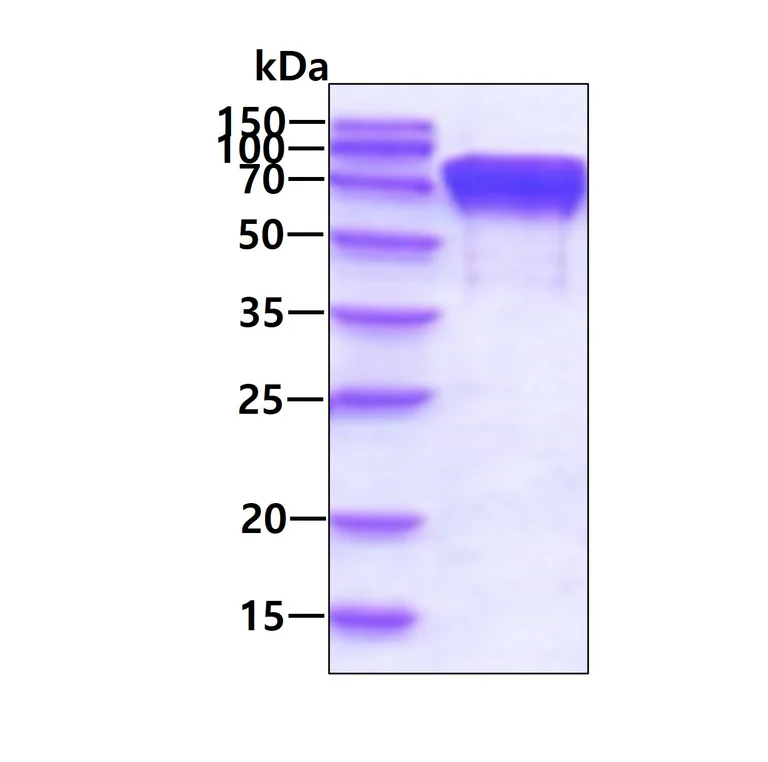 SDS-PAGE - Recombinant human ERp72 protein (His tag N-Terminus) (AB206794)