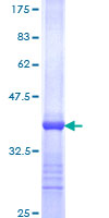 SDS-PAGE - Recombinant Human Estrogen Related Receptor alpha protein (GST tag N-Terminus) (AB152370)