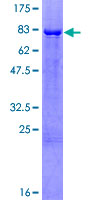 SDS-PAGE - Recombinant Human Estrogen Related Receptor gamma protein (GST tag N-Terminus) (AB152371)