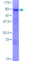 SDS-PAGE - Recombinant Human Estrogen Related Receptor gamma protein (GST tag N-Terminus) (AB152371)