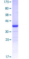 SDS-PAGE - Recombinant Human EWSR1/EWS protein (GST tag N-Terminus) (AB114696)