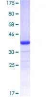 SDS-PAGE - Recombinant Human EWSR1/EWS protein (GST tag N-Terminus) (AB114696)