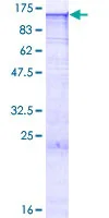 SDS-PAGE - Recombinant Human EXOSC10/RRP6 protein (GST tag N-Terminus) (AB152619)