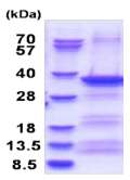 SDS-PAGE - Recombinant Human EXOSC3 protein (AB181889), expandable thumbnail