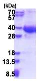 SDS-PAGE - Recombinant Human EXOSC8 protein (His tag N-Terminus) (AB180278)