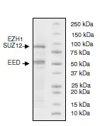 SDS-PAGE - Recombinant human EZH1 + EED + SUZ12 protein (AB196395)