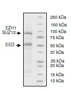 SDS-PAGE - Recombinant human EZH1 + EED + SUZ12 protein (His tag N-Terminus, DDDDK tag N-Terminus) (AB196395)