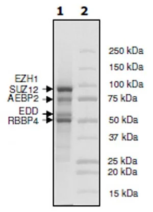 SDS-PAGE - Recombinant human EZH1 + EED + SUZ12 + RBBP4 + AEBP2 protein (Active) (His N-Term, DDDDK N-Term) (AB196413)
