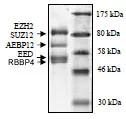 SDS-PAGE - Recombinant Human EZH2 + EED + SUZ12 + AEBP2 + RBBP4 (mut Y646F) protein (His N-Term, DDDDK N-Term) (AB198129)