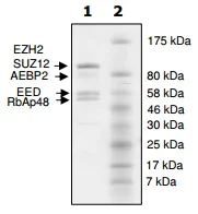 SDS-PAGE - Recombinant human EZH2 + EED + SUZ12 + AEBP2 + RBBP4 (mutated A677G) protein (AB198114)