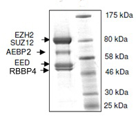 SDS-PAGE - Recombinant Human EZH2 + EED + SUZ12 + AEBP2 + RBBP4 (mutated Y646C) protein (AB135011), expandable thumbnail