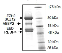 SDS-PAGE - Recombinant Human EZH2 + EED + SUZ12 + AEBP2 + RBBP4 (mutated Y646C) protein (AB135011)