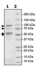 SDS-PAGE - Recombinant human EZH2 + EED + SUZ12 + AEBP2 + RBBP4 protein (6x His tag N-Term, DDDDK tag N-Term) (AB198146)