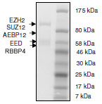 SDS-PAGE - Recombinant Human EZH2 + EED + SUZ12 + AEBP2 + RBBP4 protein (AB198132), expandable thumbnail