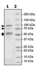 SDS-PAGE - Recombinant human EZH2 + EED + SUZ12 + AEBP2 + RBBP4 protein (AB198146), expandable thumbnail
