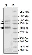 SDS-PAGE - Recombinant human EZH2 + EED + SUZ12 + AEBP2 + RBBP4 protein (AB198146)