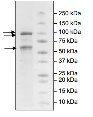 SDS-PAGE - Recombinant human EZH2 + EED + SUZ12 protein (AB196409)