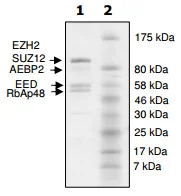 SDS-PAGE - Recombinant human EZH2 (mut A682G) + EED + SUZ12 + AEBP2 + RBBP4 protein (His N-Term, DDDDK N-Term) (AB198114)