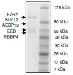SDS-PAGE - Recombinant Human EZH2 (mut Y646N) + EED + SUZ12 + AEBP2 + RBBP4 protein (His N-Term, DDDDK N-Term) (AB198132)